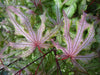 - Acer palmatum 'Jubilee' Japanese Maple - Mr Maple │ Buy Japanese Maple Trees