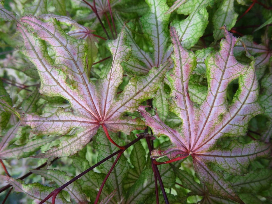 - Acer palmatum 'Jubilee' Japanese Maple - Mr Maple │ Buy Japanese Maple Trees