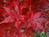 - Acer palmatum 'Jubilee' Japanese Maple - Mr Maple │ Buy Japanese Maple Trees