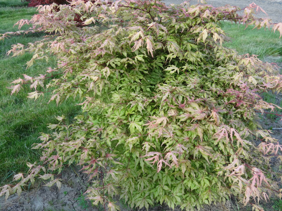 - Acer palmatum 'Jubilee' Japanese Maple - Mr Maple │ Buy Japanese Maple Trees