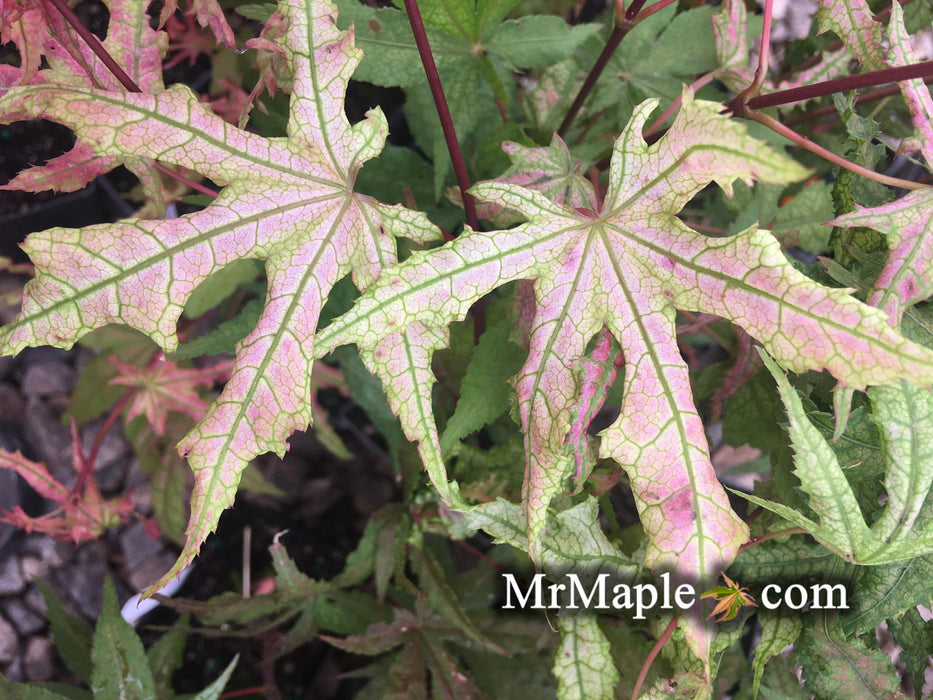 - Acer palmatum 'Jubilee' Japanese Maple - Mr Maple │ Buy Japanese Maple Trees