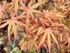 - Acer palmatum 'Jubilee' Japanese Maple - Mr Maple │ Buy Japanese Maple Trees