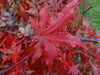 - Acer palmatum 'Jubilee' Japanese Maple - Mr Maple │ Buy Japanese Maple Trees