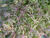 - Acer palmatum 'Jubilee' Japanese Maple - Mr Maple │ Buy Japanese Maple Trees