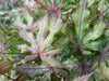 - Acer palmatum 'Jubilee' Japanese Maple - Mr Maple │ Buy Japanese Maple Trees