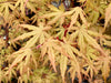 - Acer palmatum 'Jubilee' Japanese Maple - Mr Maple │ Buy Japanese Maple Trees