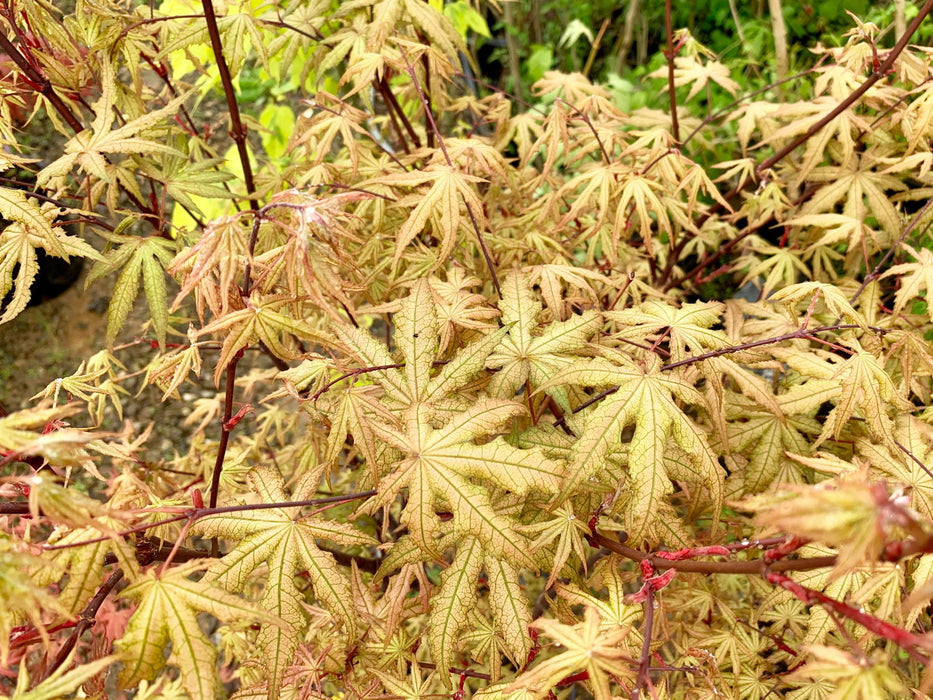 - Acer palmatum 'Jubilee' Japanese Maple - Mr Maple │ Buy Japanese Maple Trees