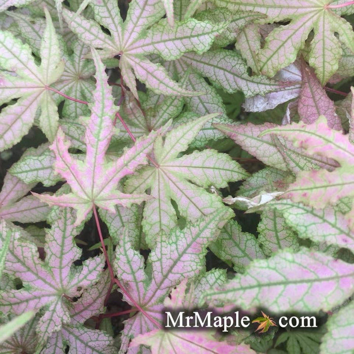 - Acer palmatum 'Jubilee' Japanese Maple - Mr Maple │ Buy Japanese Maple Trees