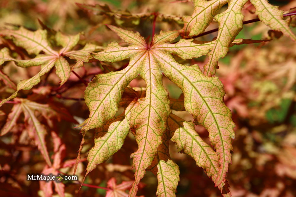 - Acer palmatum 'Jubilee' Japanese Maple - Mr Maple │ Buy Japanese Maple Trees