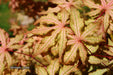 - Acer palmatum 'Jubilee' Japanese Maple - Mr Maple │ Buy Japanese Maple Trees