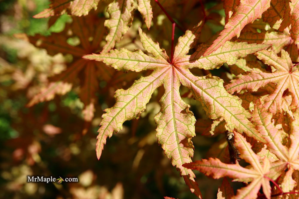 - Acer palmatum 'Jubilee' Japanese Maple - Mr Maple │ Buy Japanese Maple Trees