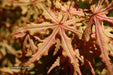 - Acer palmatum 'Jubilee' Japanese Maple - Mr Maple │ Buy Japanese Maple Trees