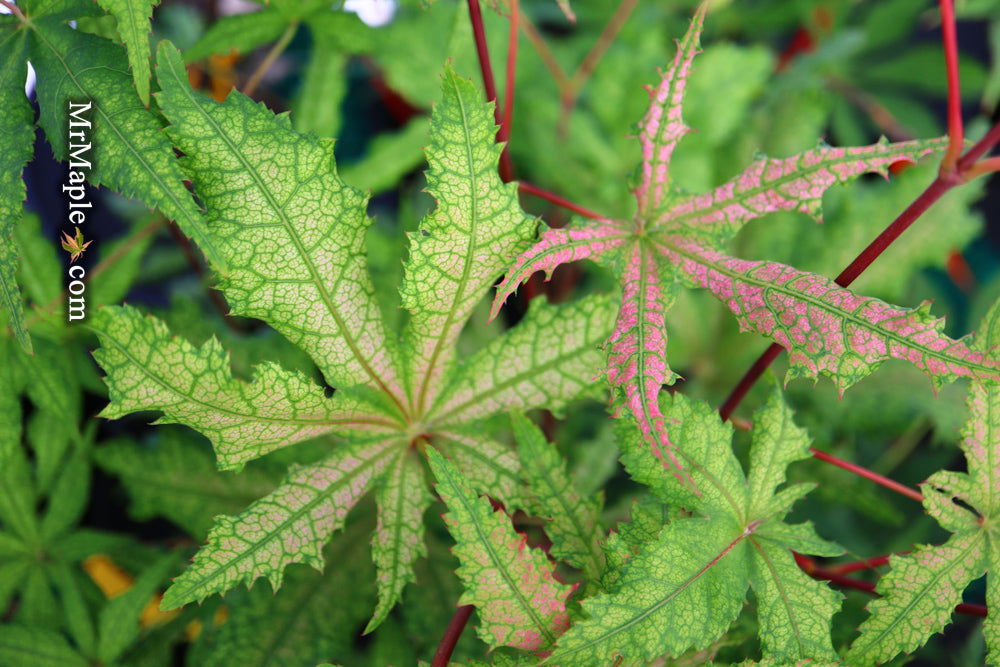 - Acer palmatum 'Jubilee' Japanese Maple - Mr Maple │ Buy Japanese Maple Trees