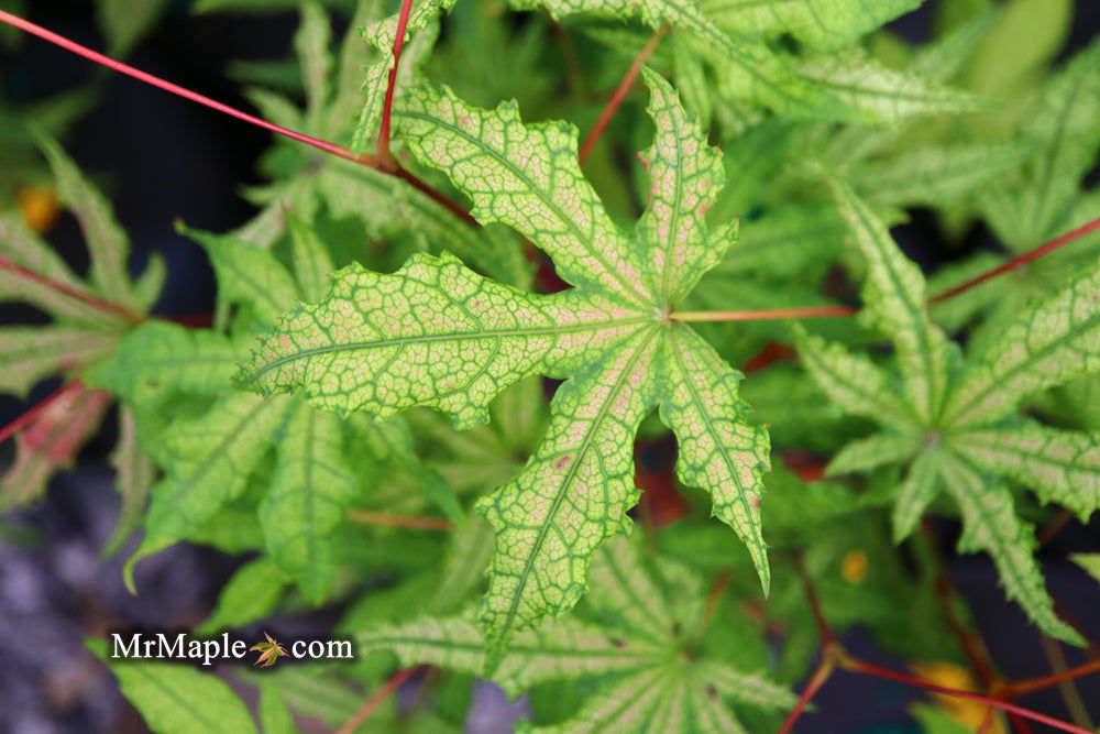 - Acer palmatum 'Jubilee' Japanese Maple - Mr Maple │ Buy Japanese Maple Trees