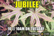 - Acer palmatum 'Jubilee' Japanese Maple - Mr Maple │ Buy Japanese Maple Trees