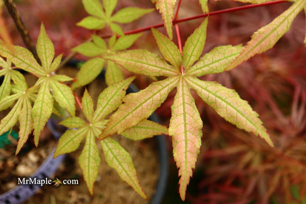 - Acer palmatum 'Jubilee' Japanese Maple - Mr Maple │ Buy Japanese Maple Trees