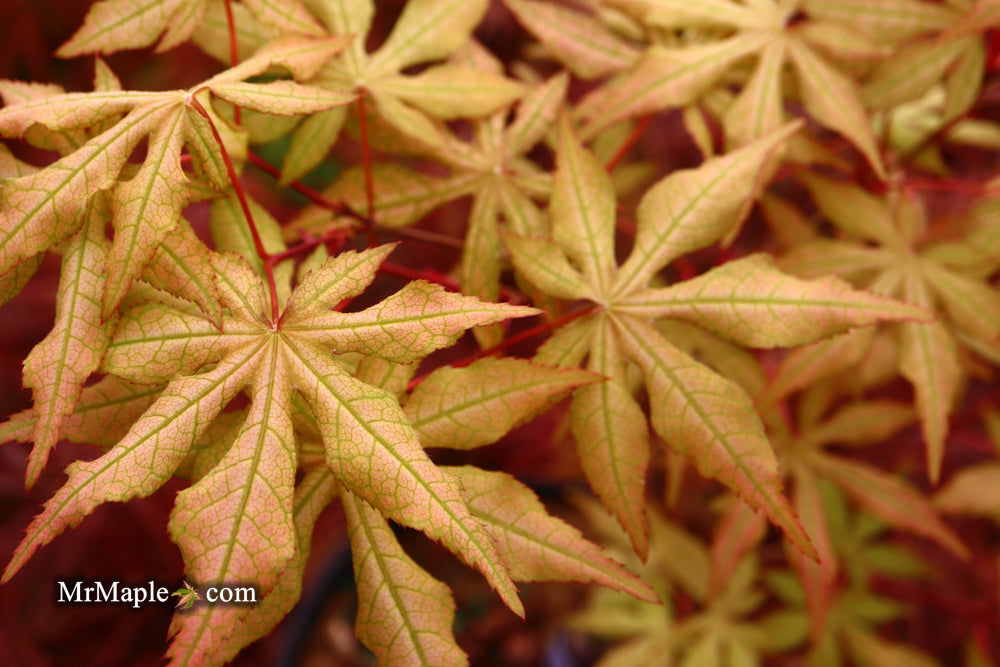 - Acer palmatum 'Jubilee' Japanese Maple - Mr Maple │ Buy Japanese Maple Trees