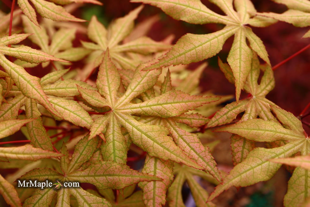 - Acer palmatum 'Jubilee' Japanese Maple - Mr Maple │ Buy Japanese Maple Trees