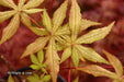 - Acer palmatum 'Jubilee' Japanese Maple - Mr Maple │ Buy Japanese Maple Trees