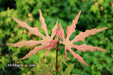 - Acer palmatum 'Jubilee' Japanese Maple - Mr Maple │ Buy Japanese Maple Trees