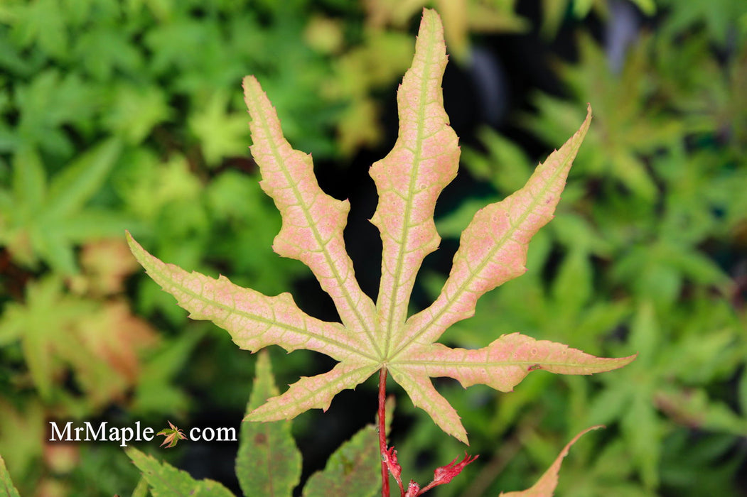 - Acer palmatum 'Jubilee' Japanese Maple - Mr Maple │ Buy Japanese Maple Trees