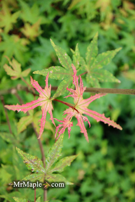 - Acer palmatum 'Jubilee' Japanese Maple - Mr Maple │ Buy Japanese Maple Trees