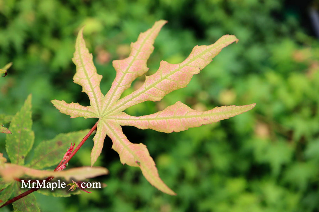 - Acer palmatum 'Jubilee' Japanese Maple - Mr Maple │ Buy Japanese Maple Trees