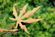 - Acer palmatum 'Jubilee' Japanese Maple - Mr Maple │ Buy Japanese Maple Trees