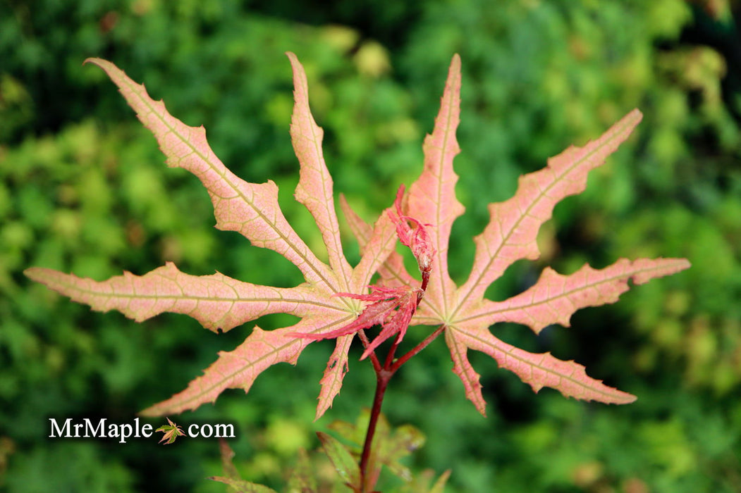 - Acer palmatum 'Jubilee' Japanese Maple - Mr Maple │ Buy Japanese Maple Trees