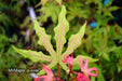 - Acer palmatum 'Jubilee' Japanese Maple - Mr Maple │ Buy Japanese Maple Trees