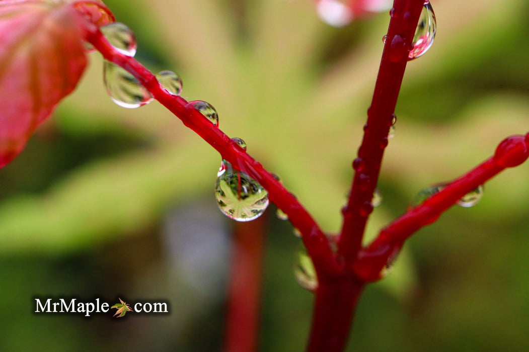 - Acer palmatum 'Jubilee' Japanese Maple - Mr Maple │ Buy Japanese Maple Trees