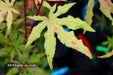 - Acer palmatum 'Jubilee' Japanese Maple - Mr Maple │ Buy Japanese Maple Trees