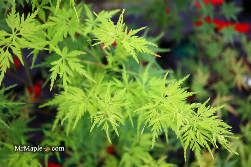 - Acer palmatum 'Judith Ann' Japanese Maple - Mr Maple │ Buy Japanese Maple Trees