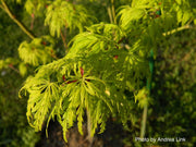 - Acer palmatum 'Judith Ann' Japanese Maple - Mr Maple │ Buy Japanese Maple Trees