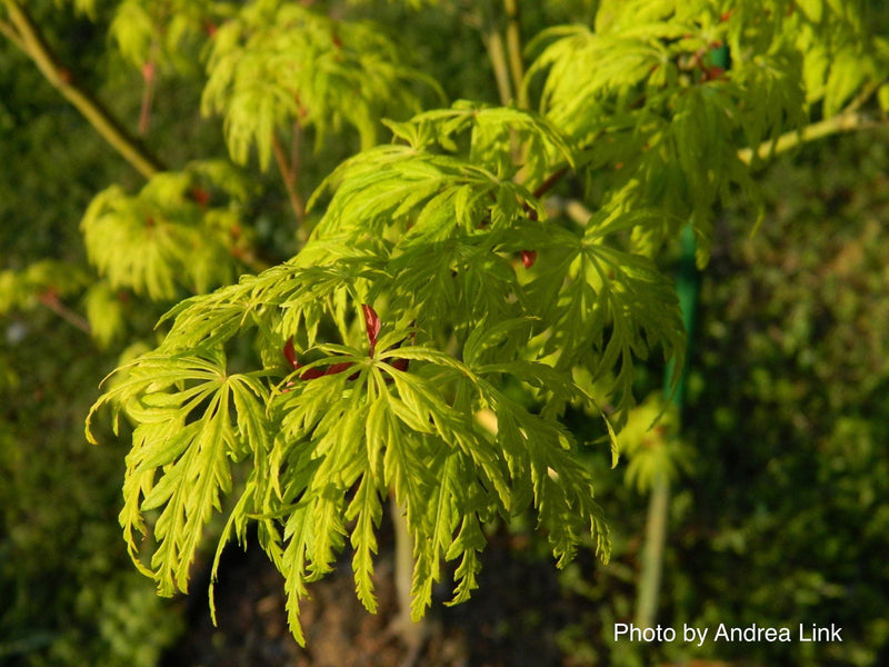 - Acer palmatum 'Judith Ann' Japanese Maple - Mr Maple │ Buy Japanese Maple Trees