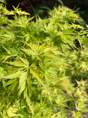 - Acer palmatum 'Judith Ann' Japanese Maple - Mr Maple │ Buy Japanese Maple Trees