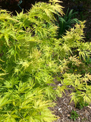 - Acer palmatum 'Judith Ann' Japanese Maple - Mr Maple │ Buy Japanese Maple Trees