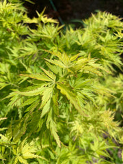 - Acer palmatum 'Judith Ann' Japanese Maple - Mr Maple │ Buy Japanese Maple Trees