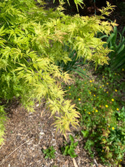 - Acer palmatum 'Judith Ann' Japanese Maple - Mr Maple │ Buy Japanese Maple Trees