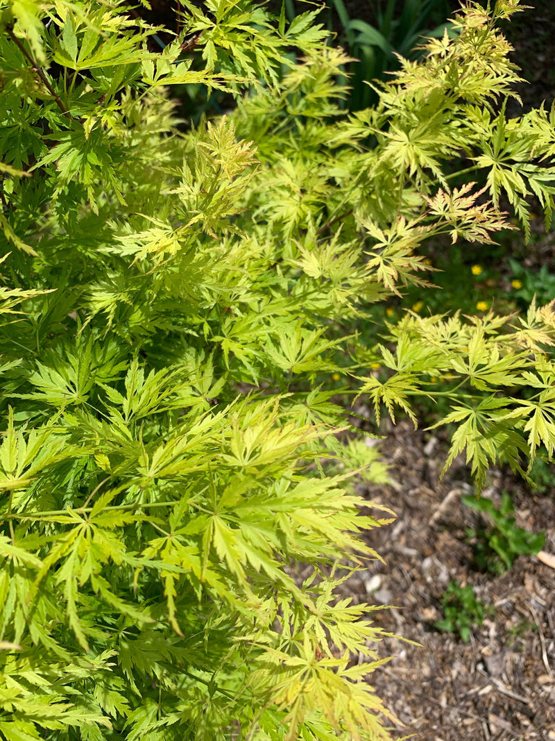 - Acer palmatum 'Judith Ann' Japanese Maple - Mr Maple │ Buy Japanese Maple Trees