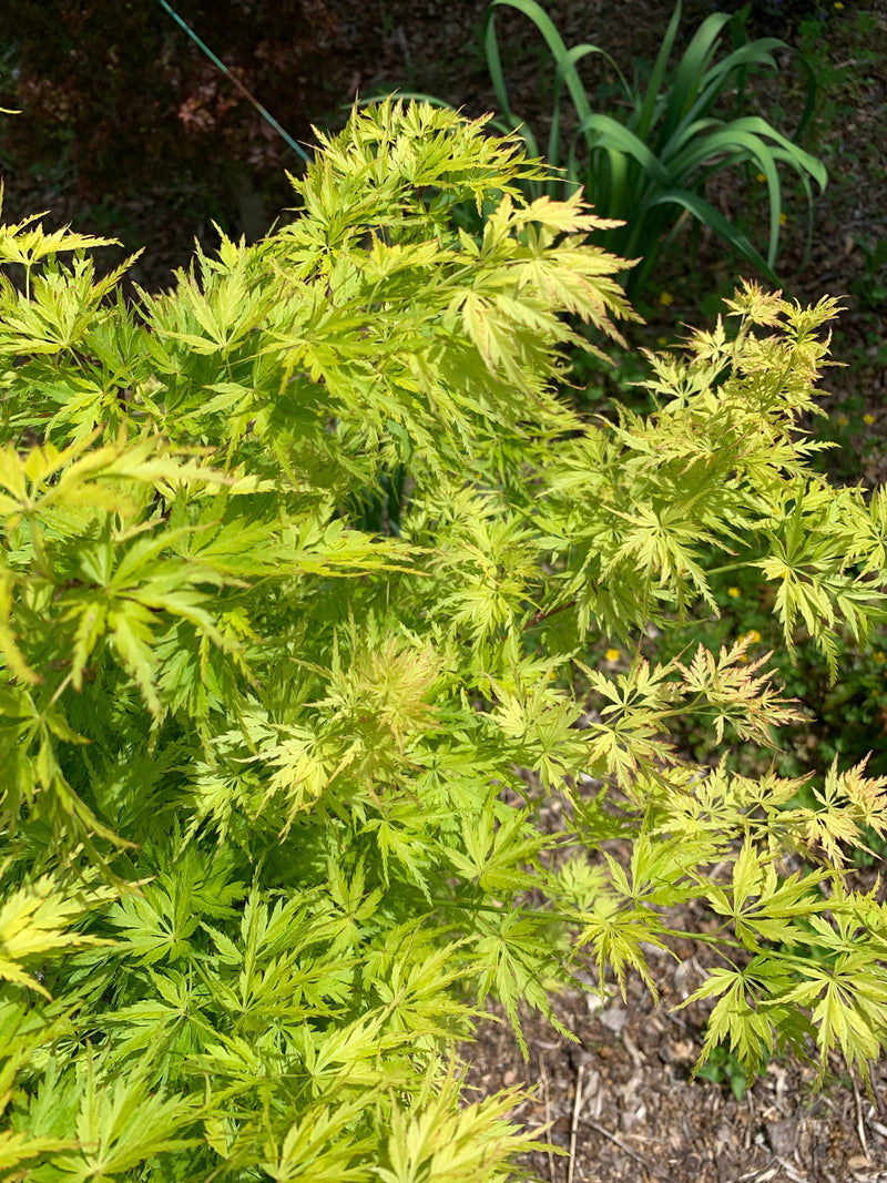 - Acer palmatum 'Judith Ann' Japanese Maple - Mr Maple │ Buy Japanese Maple Trees