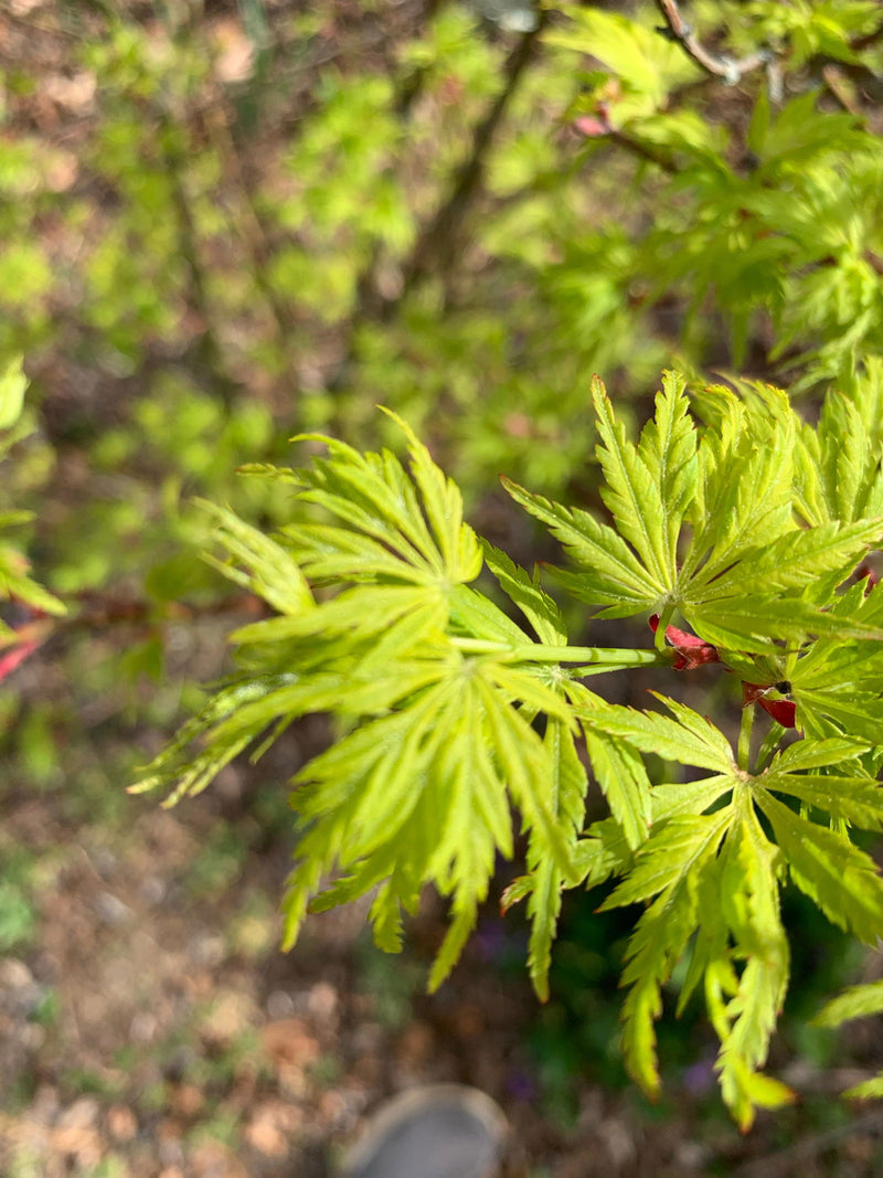 - Acer palmatum 'Judith Ann' Japanese Maple - Mr Maple │ Buy Japanese Maple Trees