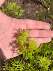 - Acer palmatum 'Judith Ann' Japanese Maple - Mr Maple │ Buy Japanese Maple Trees
