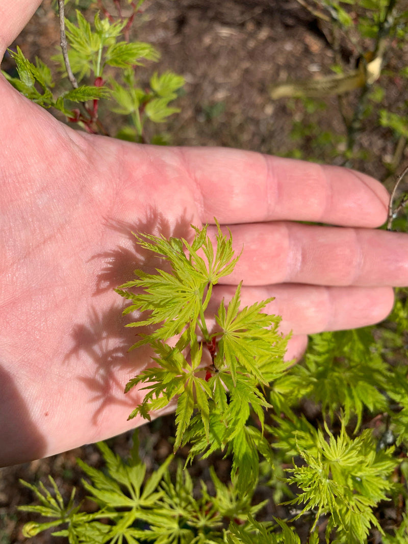 - Acer palmatum 'Judith Ann' Japanese Maple - Mr Maple │ Buy Japanese Maple Trees