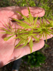 - Acer palmatum 'Judith Ann' Japanese Maple - Mr Maple │ Buy Japanese Maple Trees