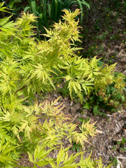 - Acer palmatum 'Judith Ann' Japanese Maple - Mr Maple │ Buy Japanese Maple Trees