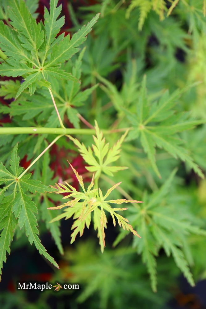 - Acer palmatum 'Judith Ann' Japanese Maple - Mr Maple │ Buy Japanese Maple Trees