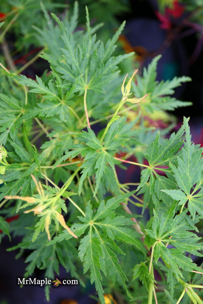 - Acer palmatum 'Judith Ann' Japanese Maple - Mr Maple │ Buy Japanese Maple Trees