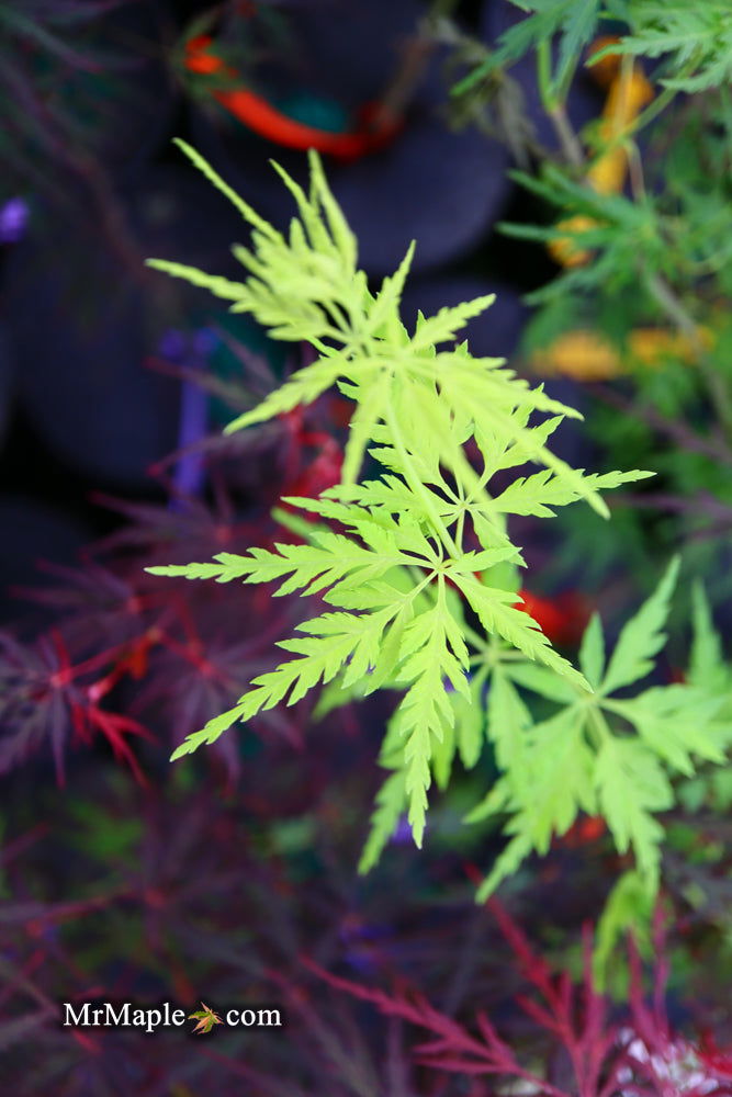 - Acer palmatum 'Judith Ann' Japanese Maple - Mr Maple │ Buy Japanese Maple Trees