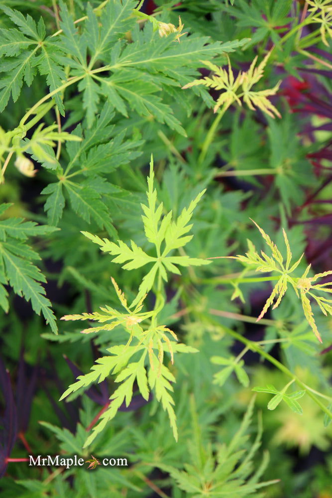 - Acer palmatum 'Judith Ann' Japanese Maple - Mr Maple │ Buy Japanese Maple Trees